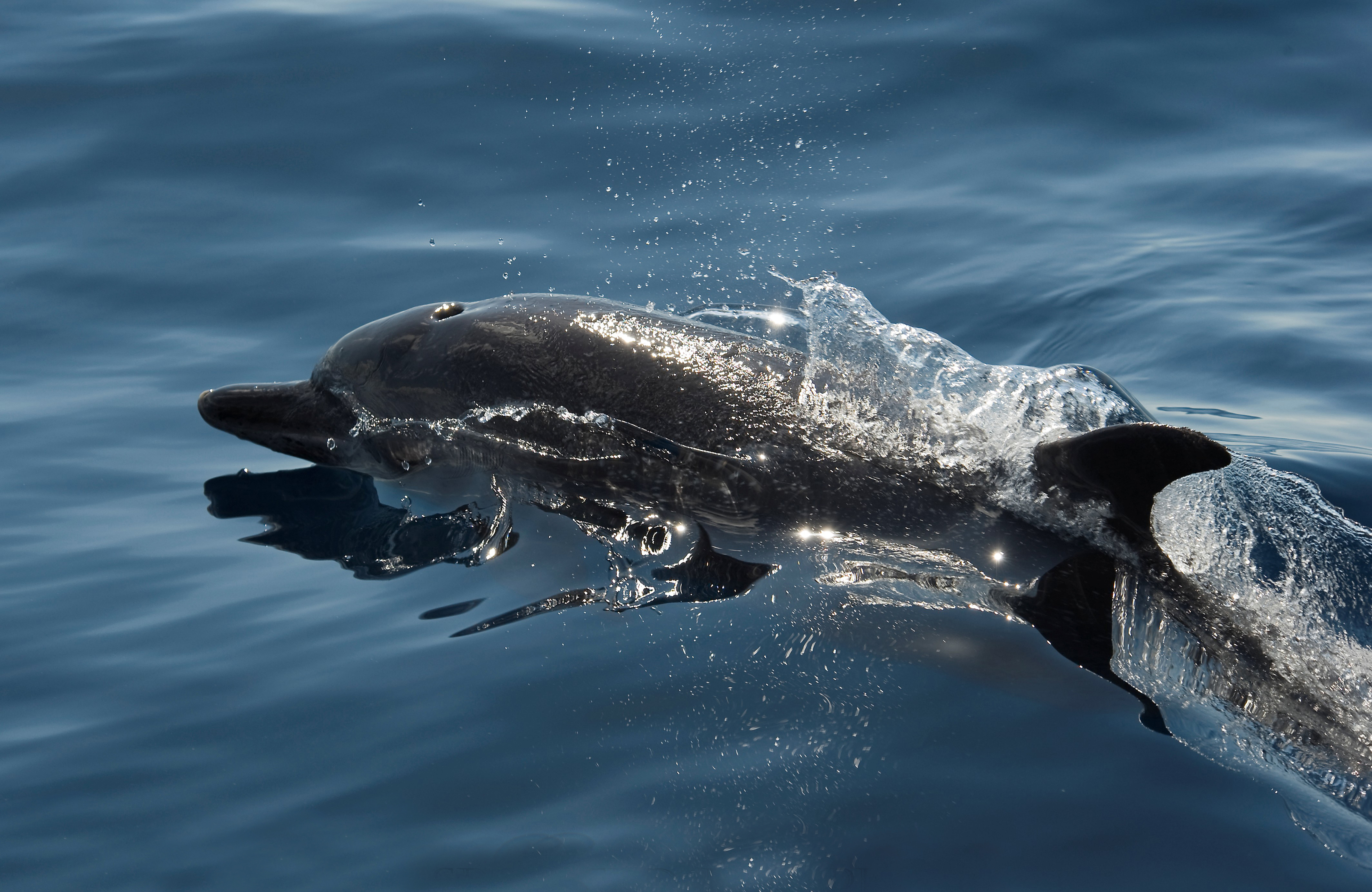 Dauphin dans la mer du Costa Rica